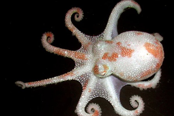 Kraken что это за сайт