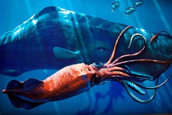 Kraken20at