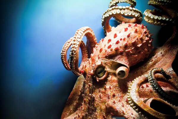 Kraken официальный сайт вход