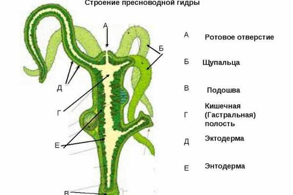 Клирнет ссылка на зеркало маркетплейс кракен
