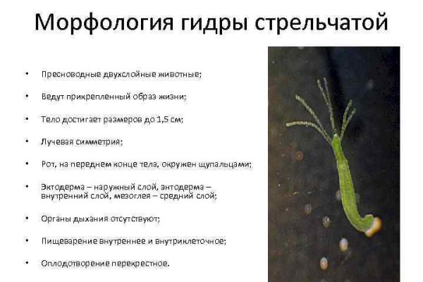 Кракен торговая площадка даркнет